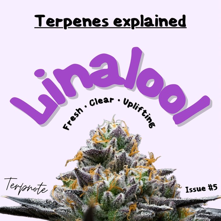 Terpenes Explained: Linalool issue cover