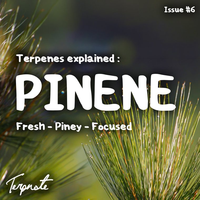 Terpenes Explained: Pinene issue cover