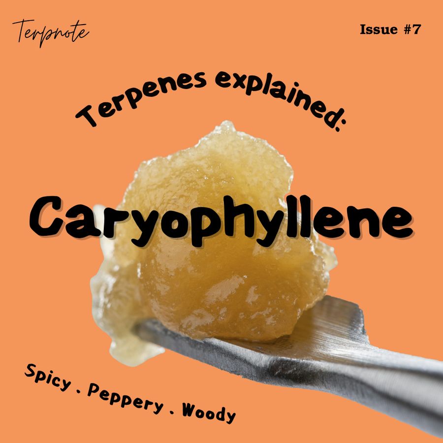 Terpenes Explained: Caryophyllene issue cover